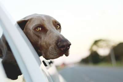 狗 小狗 品种 眼睛 棕色 犬类