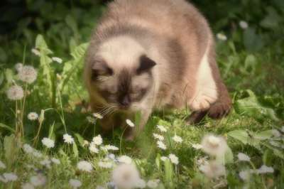 猫 英国短毛猫 家猫 可爱的 家畜 纯种 品种猫 毛皮 花园