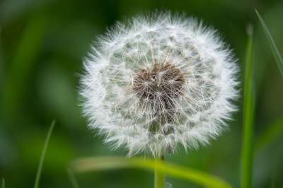 蒲公英 种子 花 尖花 圆 白色的 褪色 草地 春天