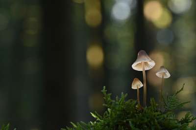 蘑菇 菌 苔藓 森林 落下 自然 毒菌