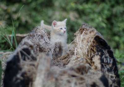 猫 宠物 小猫 捕食者 肖像 毛皮 自然 老虎 猫科动物 野猫