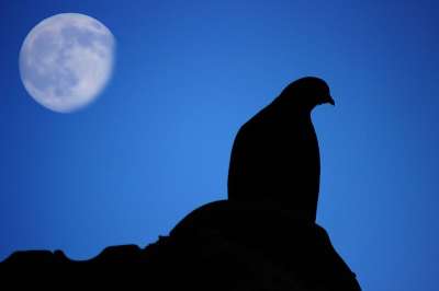 鸽子 月亮 黑暗的 夜晚 星星 放 花朵 礼物 教会 简单的