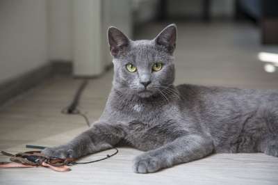 猫 蓬松的 猫科动物 小猫 基蒂 蓝色的 品种 宠物 动物