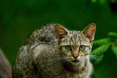 自然 动物 哺乳动物 野猫 猫眼
