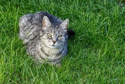 宿醉 享受阳光 家猫 动物 家畜 猫 老虎 鲭鱼 可爱的 草地