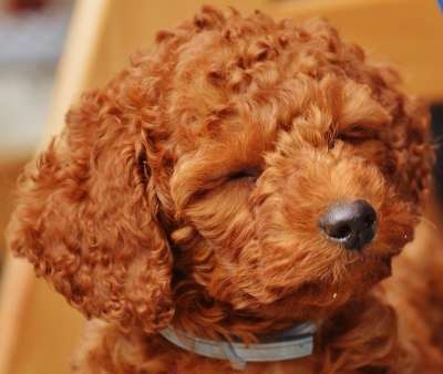 狗 贵宾犬 幼兽 小狗 毛皮 卷发 可爱的