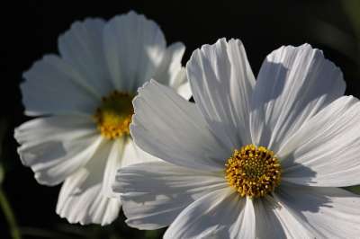 首饰篮 白色美女 Cosmea 自然 花园 花瓣 花园设计 花园花