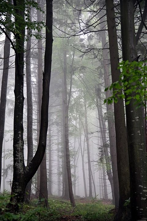 树木 森林 多雾路段 坡 山 蕨类 云杉 松树 气候 神秘