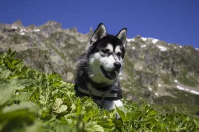 沙哑 狗 宠物 犬类 纯种 西伯利亚 夏天 户外的 山