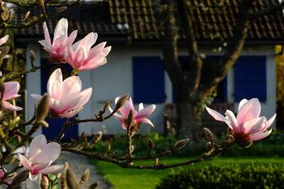 木兰 开花 花 春天 可能 花园 花园棚 业余爱好花园 田园诗