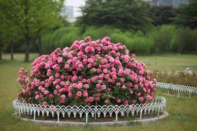 花 花园 植物 大自然 夏天 玫瑰 公园 颜色 粉红色 春天