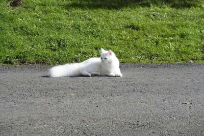 猫 家猫 可爱的 亲爱的 波斯猫 品种猫 白色的 坐 自然