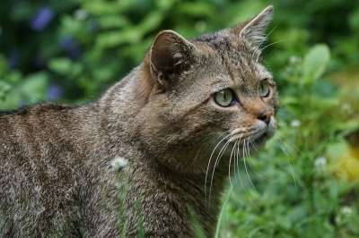 野猫 森林猫 捕食者 受保护 哺乳动物 细心 欧洲的 猫