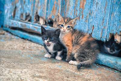 动物界 哺乳动物 猫 动物伴侣