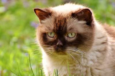 英国短毛猫 放松 轻松 草地 猫 野生动物 家猫 毛皮 动物