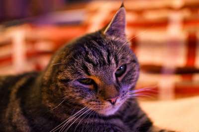猫 可爱的 动物 小猫 家猫 老虎 一只耳朵