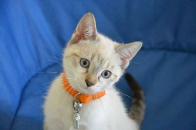 小猫 猫 猫看 动物 可爱的小猫 蓝眼睛