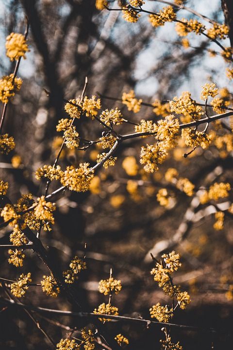 树 支 花 自然 季节