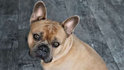 法国斗牛犬 狗 可爱的 动物 动物肖像 脸 看法 忠实的朋友