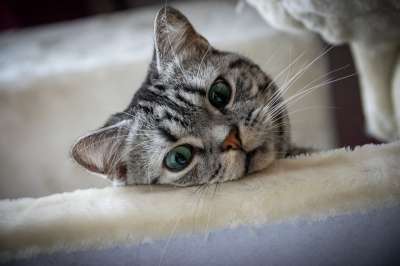 小猫 猫 可爱的 家猫 家畜 猫孩子 小的 幼兽 鲭鱼 蓬松的