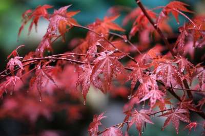 枫 枫叶 雨滴 水滴 湿的 日本枫树 树叶 红色的叶子 叶子