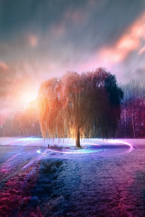 柳树 树 冬季 光 颜色 天空 云 雪 背景 照相馆 幻想