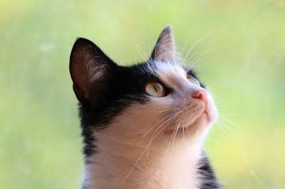 猫 看法 宠物 动物 小猫 年轻 基蒂 看 红发女郎 猫科动物