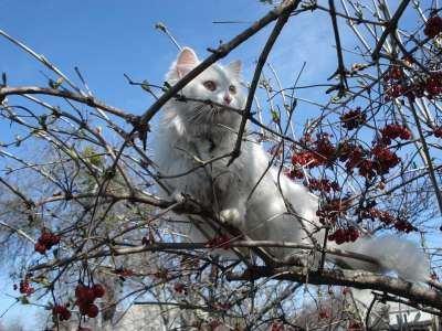猫 树 户外 卡住 被困 麻烦 岌岌可危 平衡 逃脱 白色猫咪
