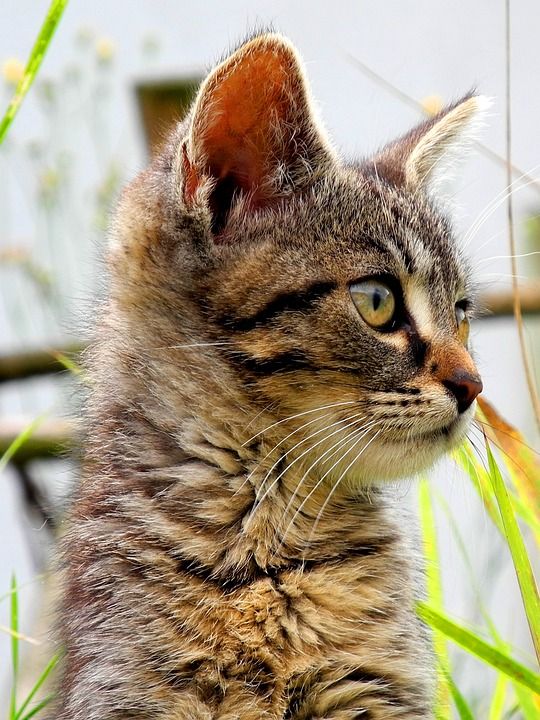 猫 小猫 头 家猫