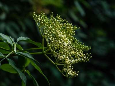没有 黑色的 衬套 盛开 开花 植物群 自然 黑暗的 背景