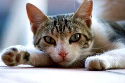 猫 猫科动物 动物 吉祥物 猫的眼睛 绿色的眼睛