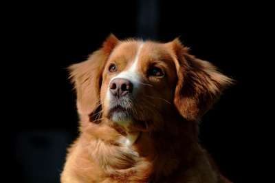 狗 宠物 猎犬 肖像 专注 棕色 白色的 远程访问