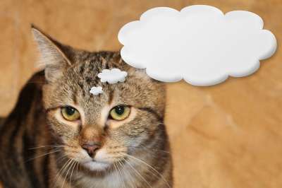 猫 家猫 动物 家畜 野生动物 猫眼 亲爱的 潜伏 鲭鱼 眼睛