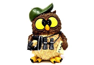 猫头鹰 摄影师 拍照 游客 望远镜 相机 动物 乐趣 数字照相机