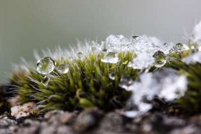 新西兰 苔藓 冬天 雪 寒冷的 过渡 落下 冻结 融化了 水滴