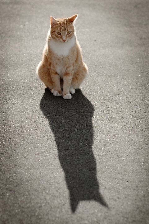 猫 肖像 太阳 宠物 坐着 棕色的阳光 棕色的宠物
