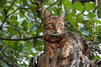 孟加拉 猫 树 木头 宠物 动物 猫科动物 哺乳动物 可爱的