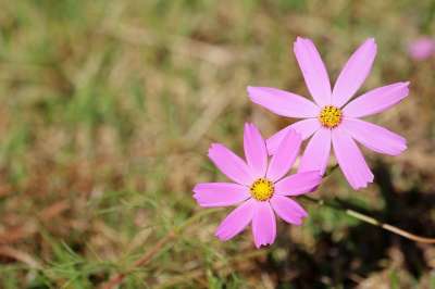 宇宙 花 野花 植物 花瓣 自然 秋天 夏天 特写 花园