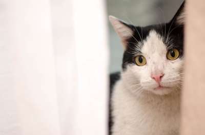 猫 小猫 家猫 动物 雄猫 坐着的猫 猫的眼睛 达乔维茨 可爱的