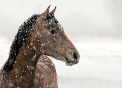 马 肖像 动物 自然 马术 农场 户外的 美丽的 雪 冬天