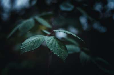 树叶 叶子 滴 露 雨 植物 衬套 花园 冬天 寒冷的 自然