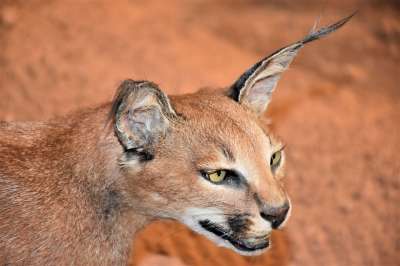狞猫 野生动物 野生猫 动物 食肉动物 自然 捕食者 哺乳动物