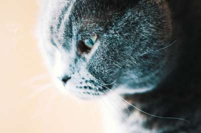 猫 英国 苏格兰 宠物 动物 可爱的 甜 眼睛 狮子