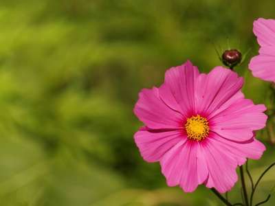 高清壁纸 背景 花 花的 花园 园艺 粉色的 宇宙 春天 夏天
