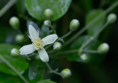 花 花瓣 芽 老人的胡须 铁线莲 野生威灵仙 植物 盛开 开花