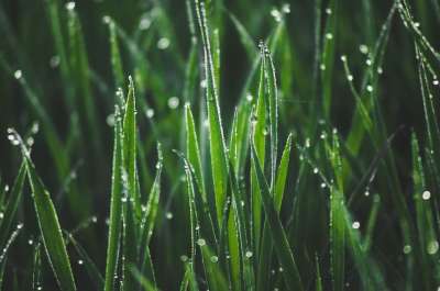 草 露 清晨的露水 早晨 黎明 在草丛中 自然 草地 草 草