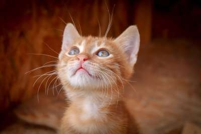 猫 动物 家猫 关闭 小猫 Katzenkopf 家畜 看法