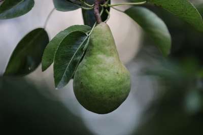 梨 水果 食物 树 威廉姆斯梨 夏天 成熟 自然