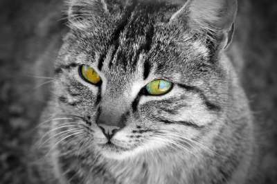 猫 眼睛 晶须 家猫 猫科动物 吉祥物 动物 看 猫的样子