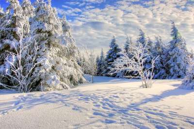 雪 霜 冬天 寒冷的 树 冻结 季节 木头 景观 冰淇淋